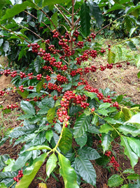 Honduras - Marcala, Camalote - Honey Process