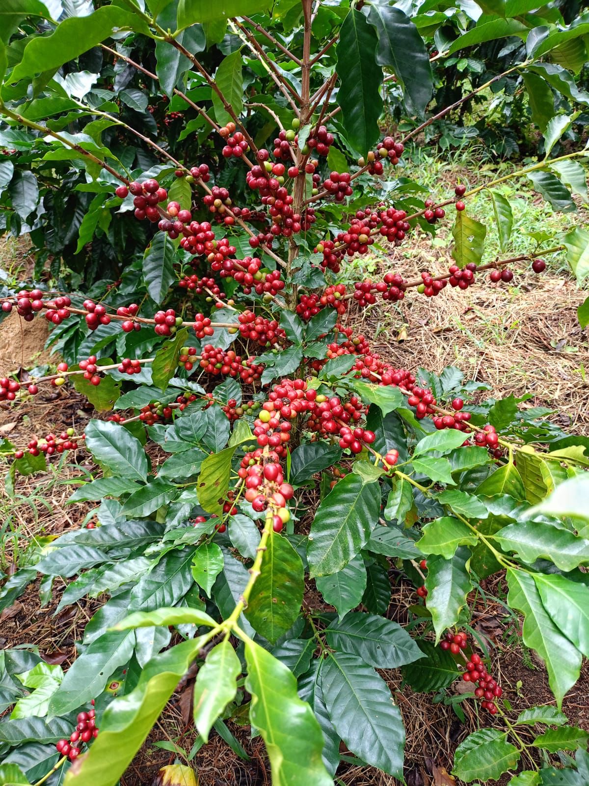 Honduras - Marcala, Camalote - Honey Process