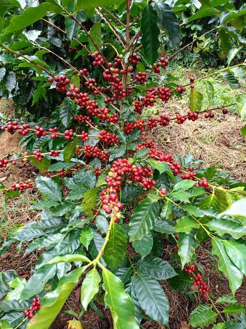 Honduras - Marcala, Camalote - Honey Process